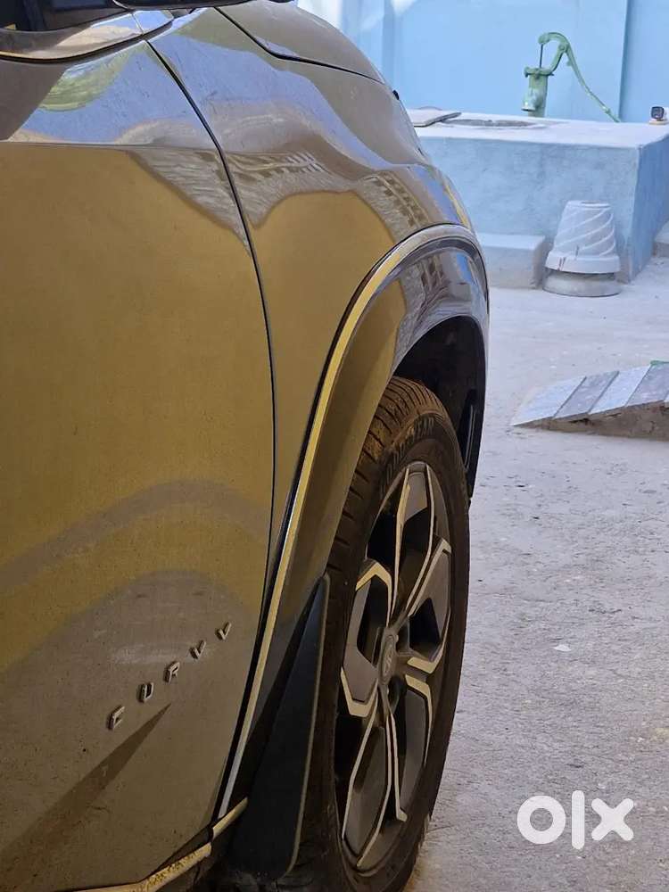 Top Model Currv (1 Year Old)