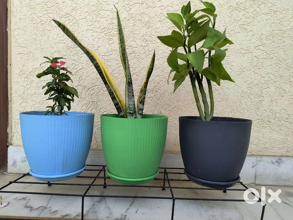 Snaxes, pedilianthus & sadabahar Plants in 8 inch pots with stand