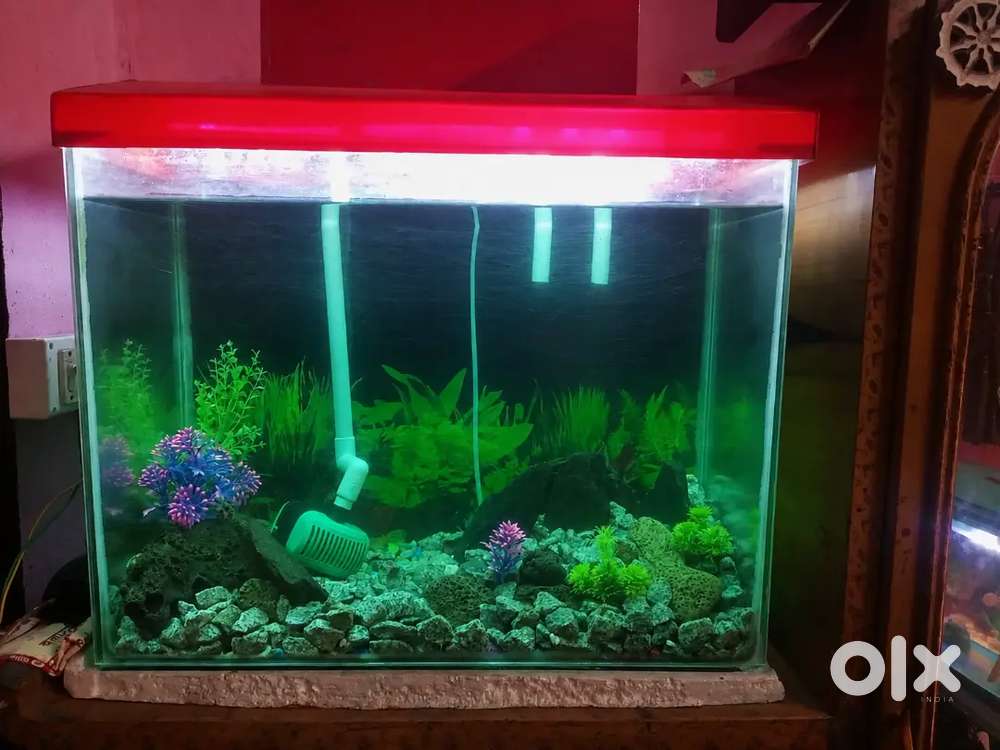 fish aquarium accessories olx Fish tank (aquarium) - Pet Food & Accessories in undefined,