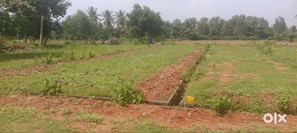elai meadows terrum homes kollegal