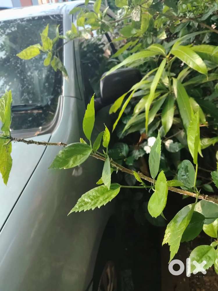 Toyota Etios Liva Diesel 2013