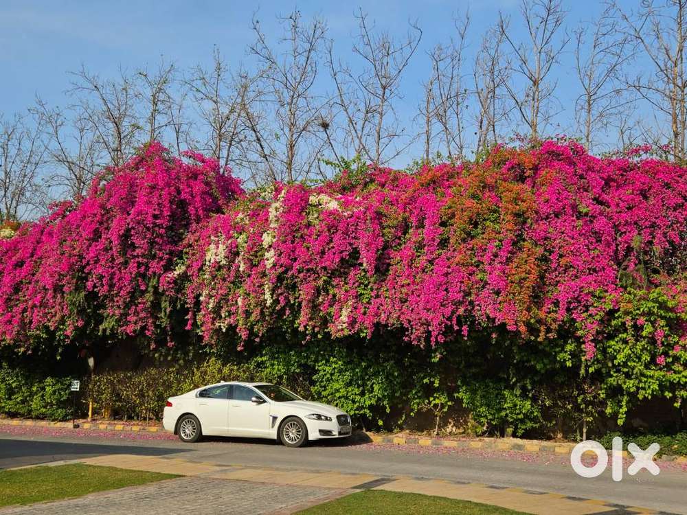 Jaguar Xf Diesel Automatic  2014  70k Km  Excellent Condition  Bs4