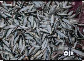 Fish. in Alappuzha, Free classifieds in Alappuzha