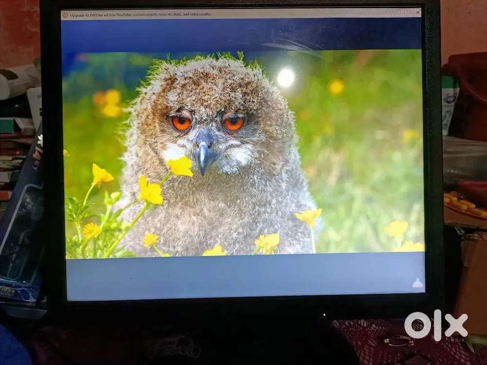 ZEBSTER  LED MONITOR 43.1cm
