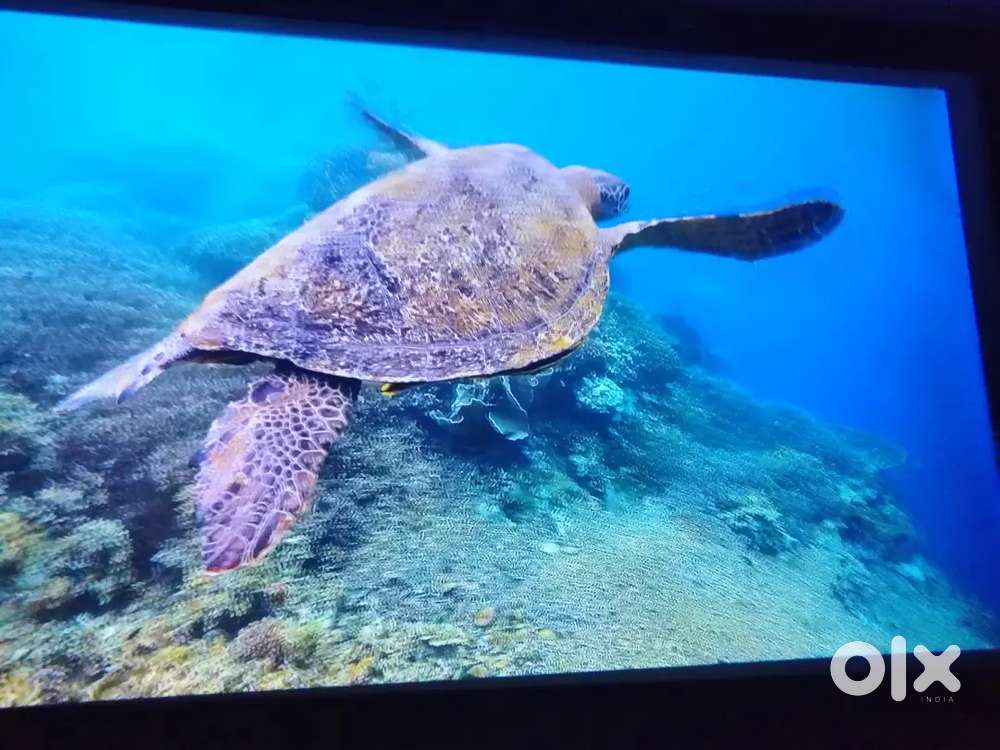 Pix play Zebronics 15
