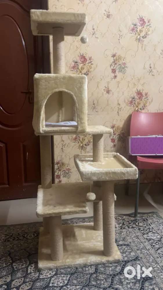 Cat accessories