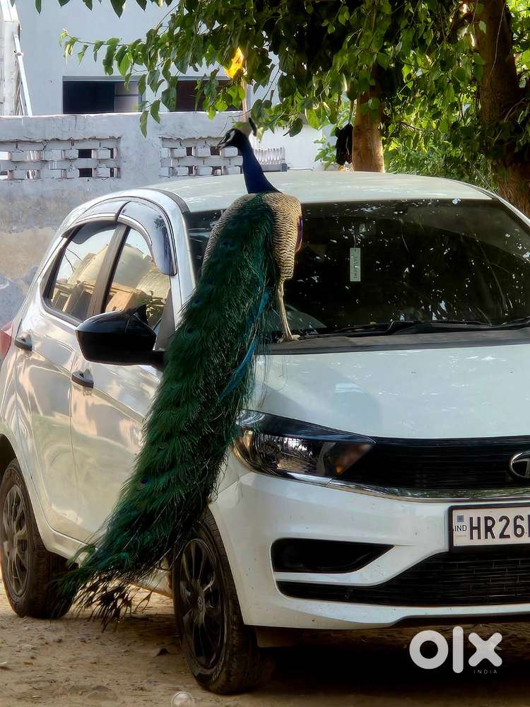 Tata Tiago 2025 Cng & Hybrids Well Maintained