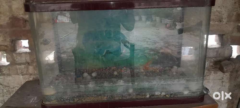 Fish Aquarium