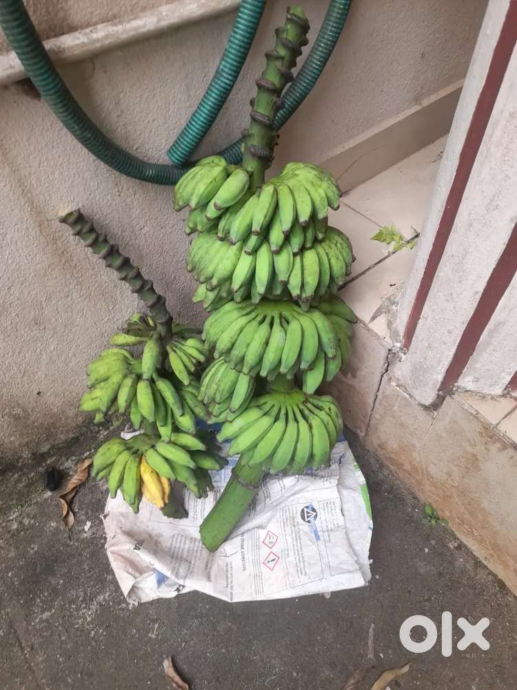 Banana whole