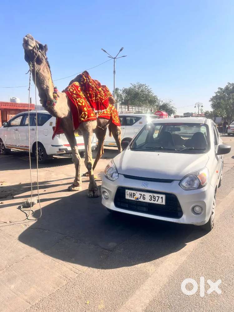 Maruti Suzuki Alto 800 2019