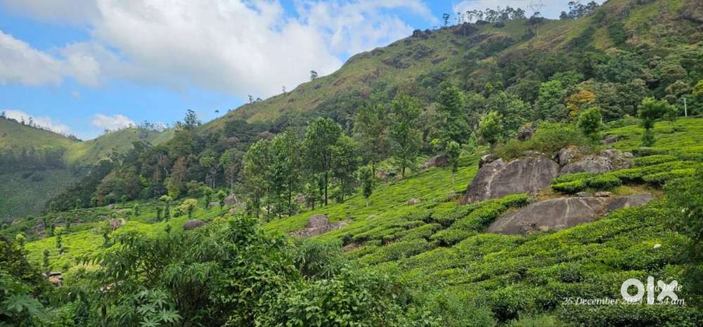 Caretaker for Tea Dale Homestay Munnar