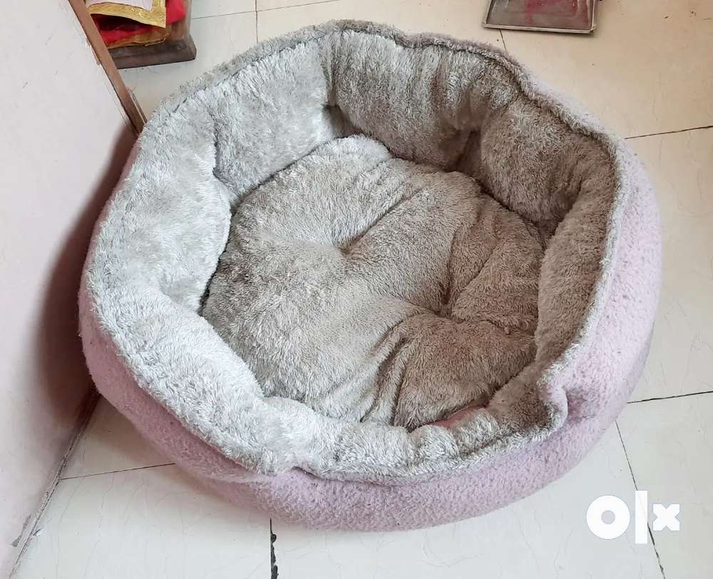 Dog 2025 bed olx