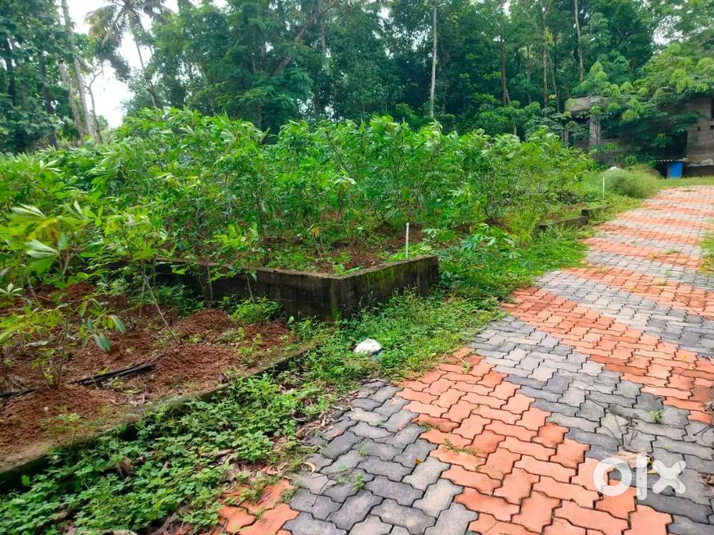 Plots for sale at Neyyattinkara Lands & Plots 1746842320