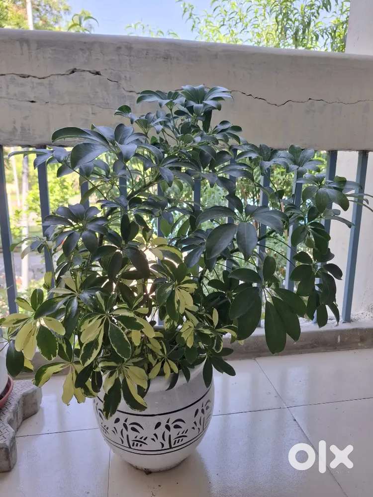 Variegated Schefflera (Umbrella Plant)