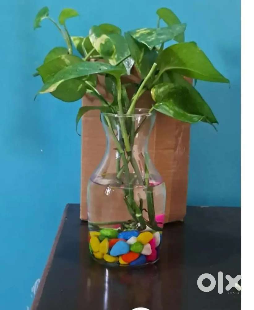 11 Multi Purpose glasses. Pehle aao pehle pao glasses