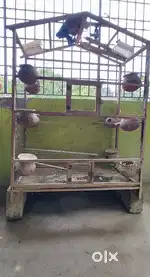 Birds cage