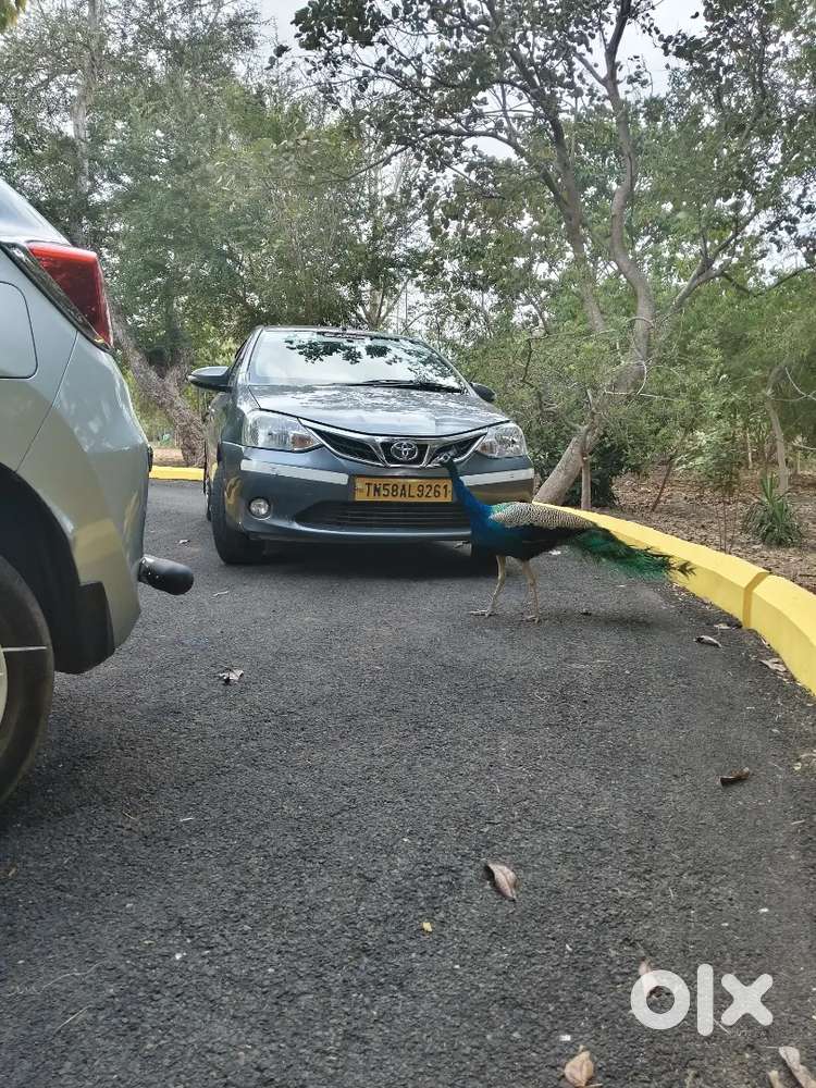 Toyota Etios 2016 Petrol Good Condition