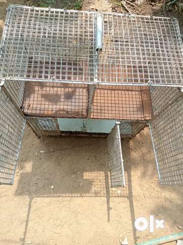 Love birds cage sales olx