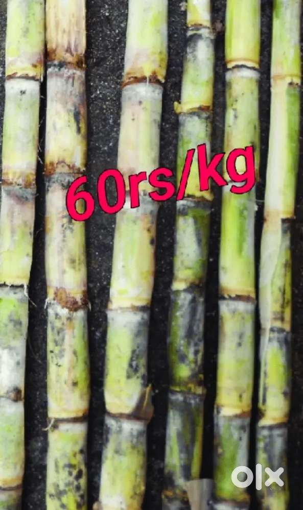 Top quality frsh sugarcane for sell 60rs/kg