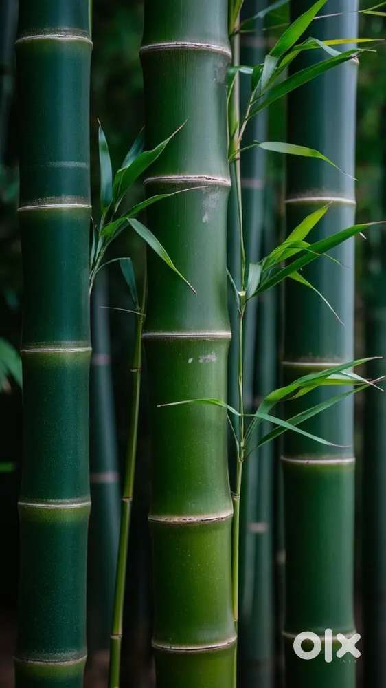 Bamboos green