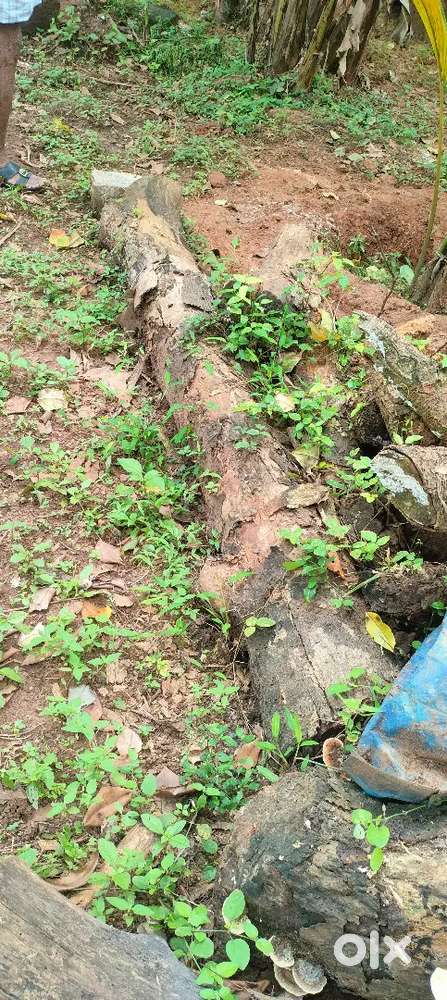 Jackfruit tree wood