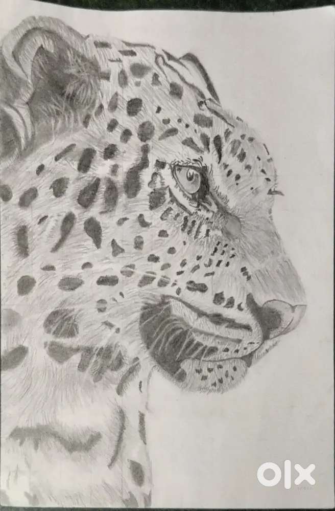 Sketch of tiger