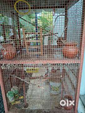 Birds in Madurai Free classifieds in Madurai OLX