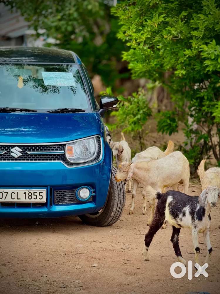 Maruti Suzuki Ignis 1.2 Alpha Amt Dual Tone, 2017, Petrol
