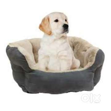 Dog 2025 bed olx