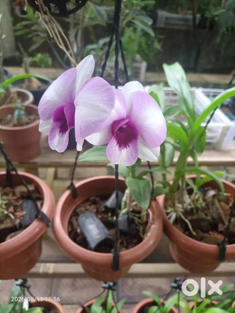 Dendrobium orchids