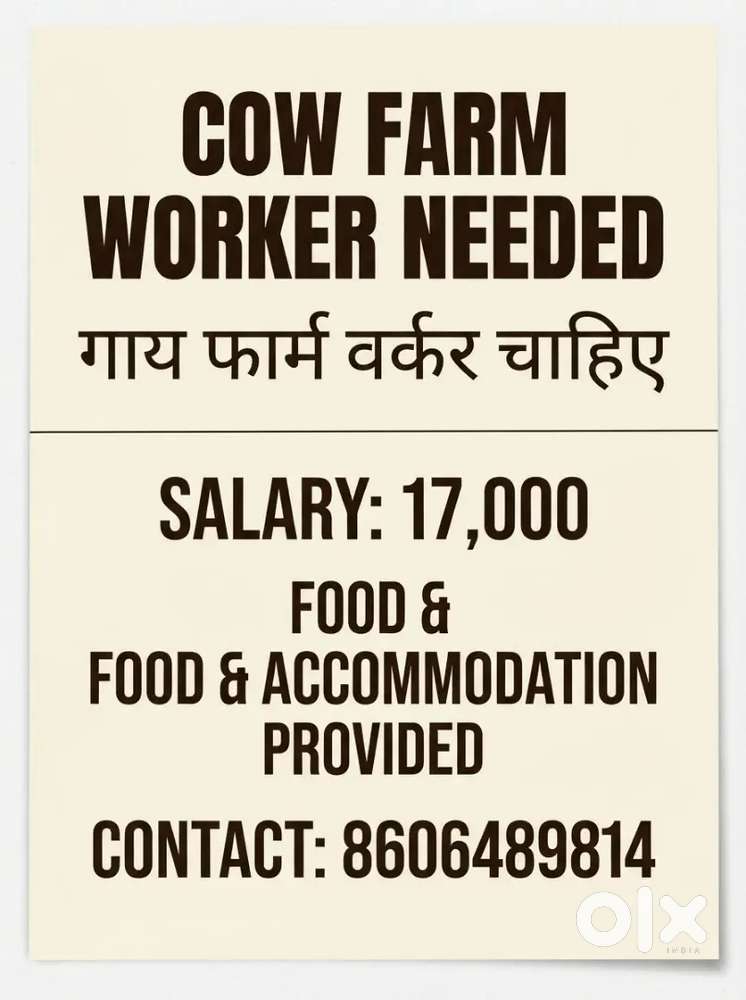 Cow farm worker