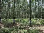 Rubber estate