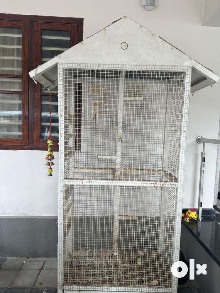 Love bird best sale cage olx