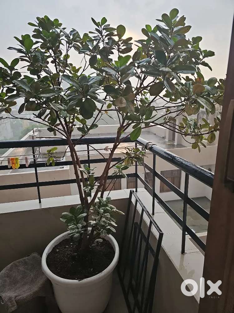 1bhk fully furnished ground floor
