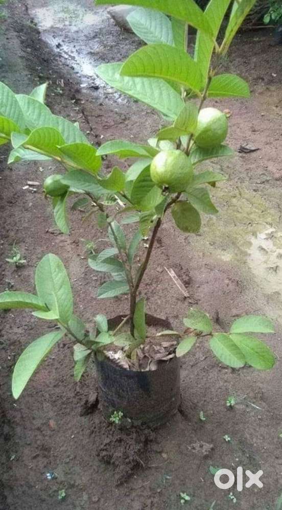 thailand guava(pijuli) ,pomegranate plant