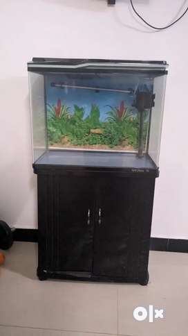 Tank. Pets for sale in Mahindra World City OLX
