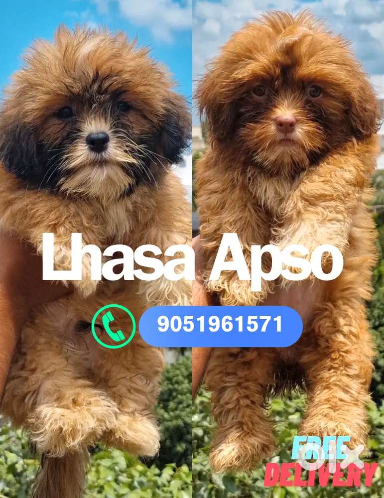 Shih Tzu Puppy Dog In Olx Pakistan Olx Shih Tzu Price Olx Puppies