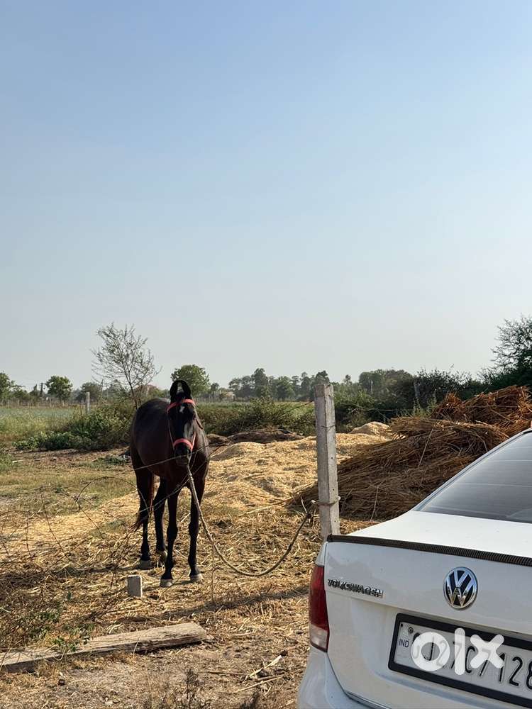Volkswagen Vento Diesel 2013