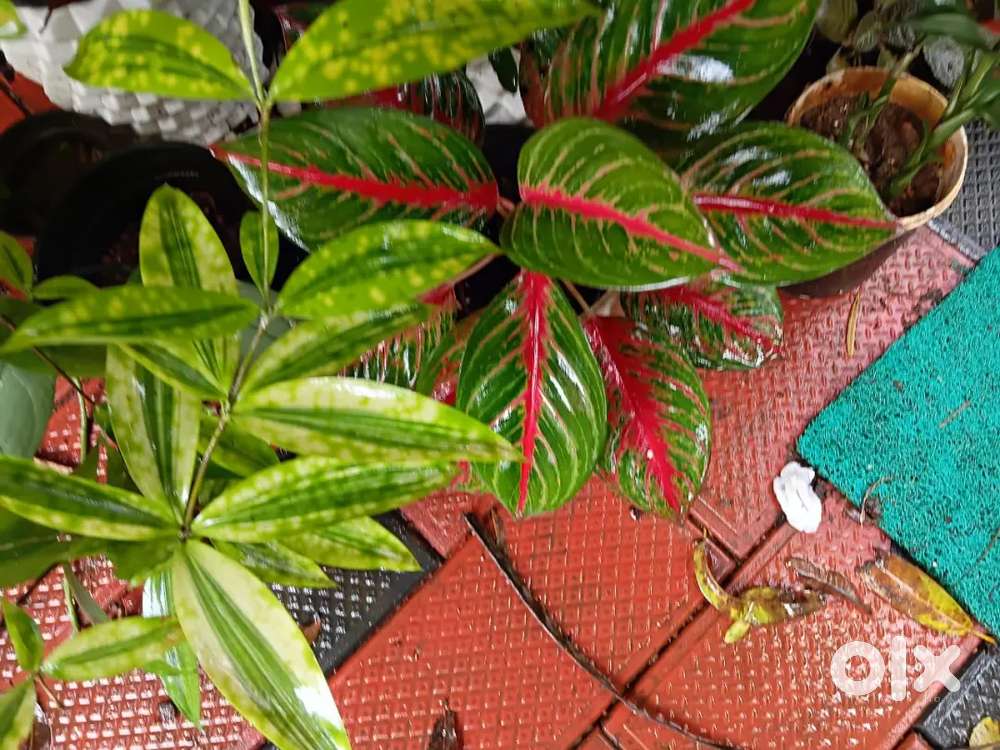 Plants for sale