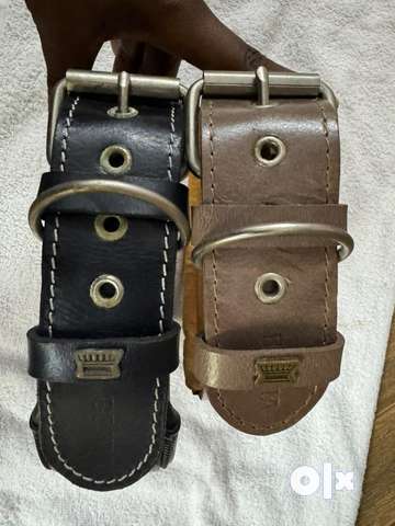 Dog belt clearance olx