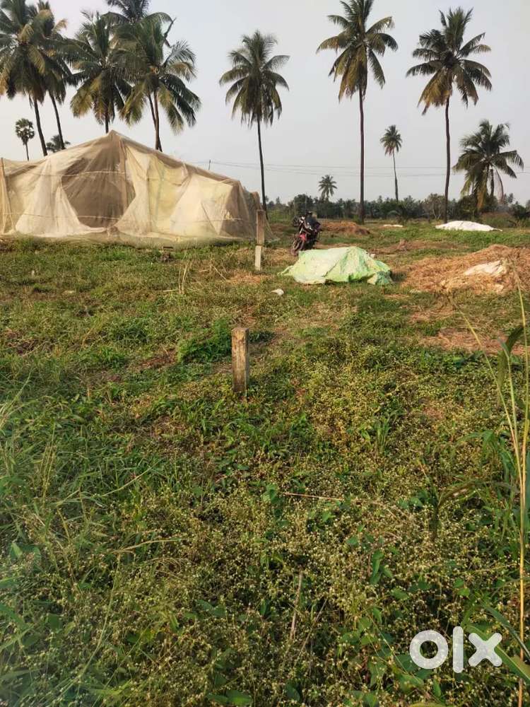 Plot at peddada sivalayam back side - Lands & Plots - 1781436448