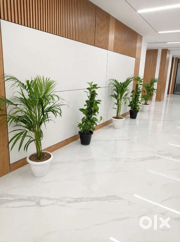 Kam Roshani wale 40 plants