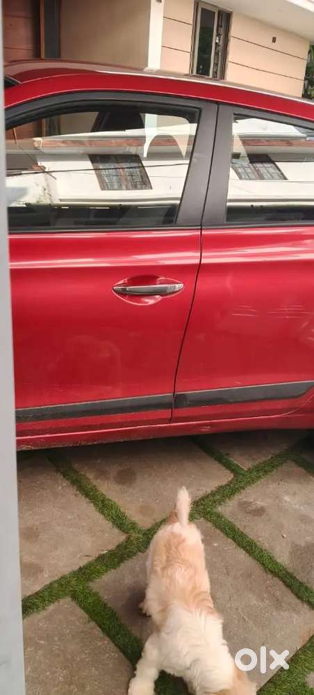 Hyundai New I20 2017 Diesel 14488 Km Driven