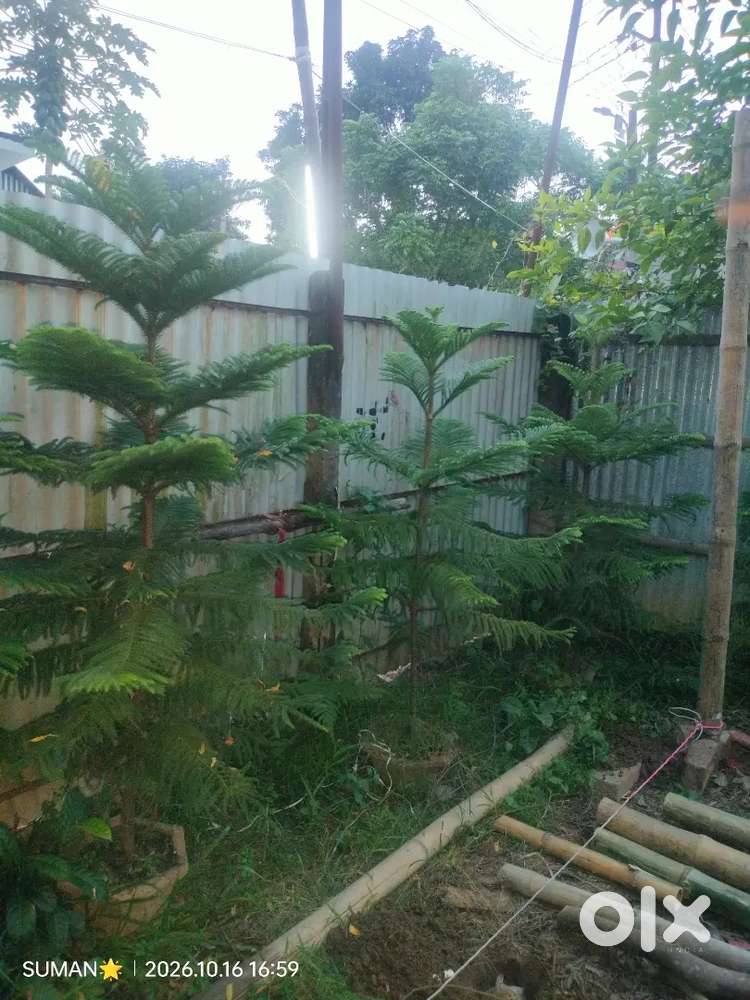 Beautifull Norfolk Island Pine with Tob
