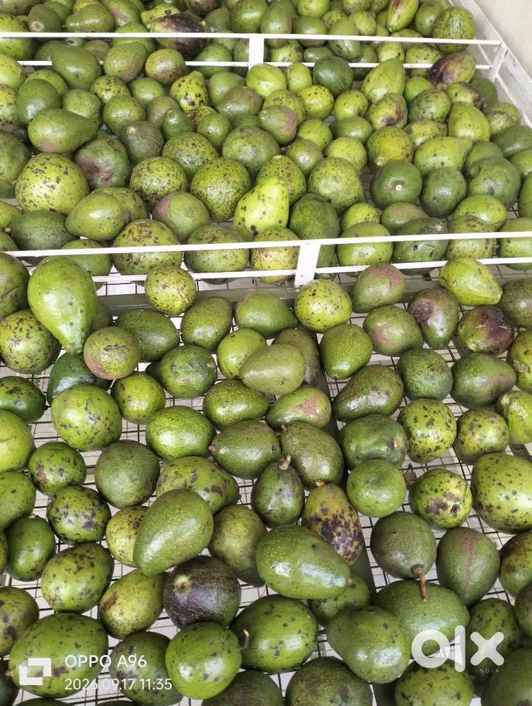 Avocado and spices shop