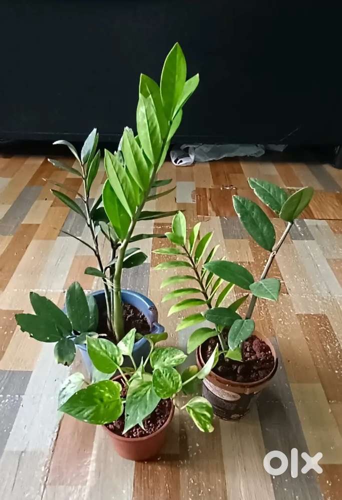 Peice lily & lucky bamboo (indoor plants) with self watering pot