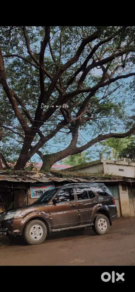 Safari Storme