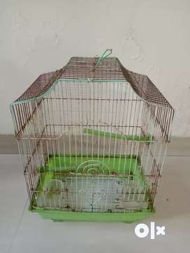 Birds Pets for sale in Kurla East OLX