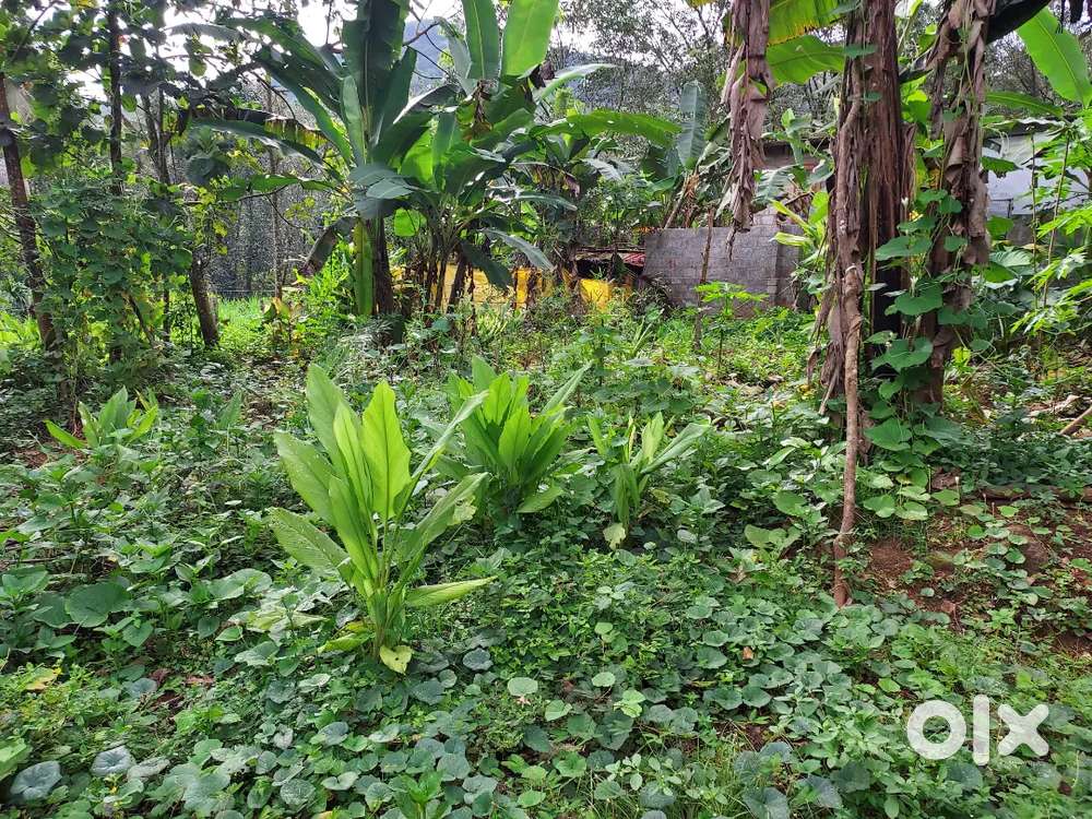 3acres 65000/ KUTTICHIRA CHALAKUDY 18km.beautiful farm House. Lands