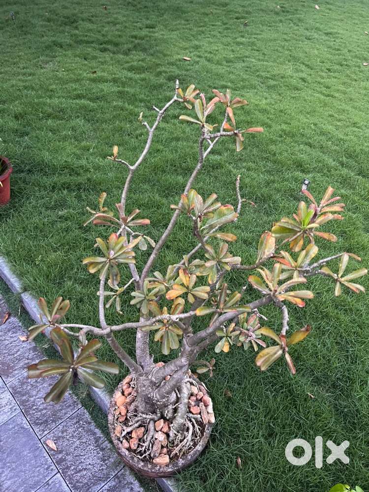 Bonsai treee